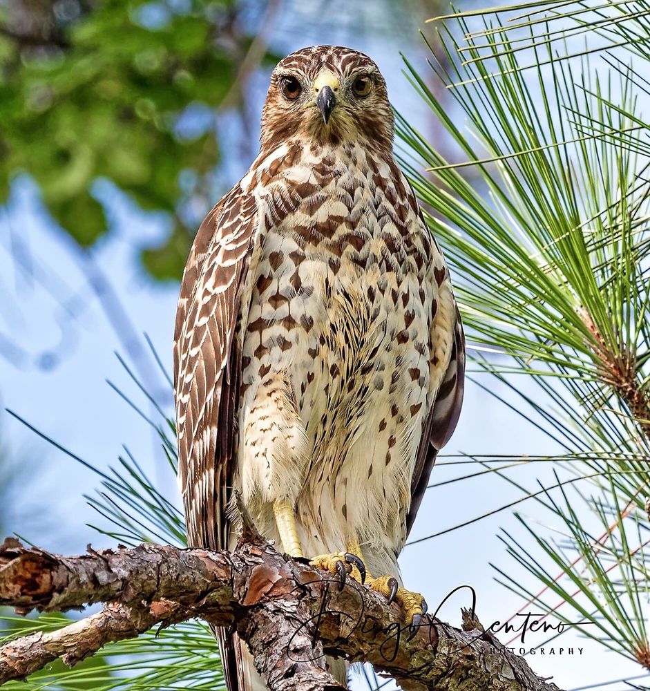 SHADOW BAY PARK 68 Photos & 35 Reviews Parks 5100 Turkey Lake Rd