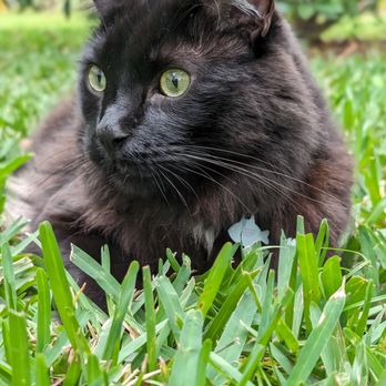 Rover Veterinary Care At Home Euthanasia - Fritz - Veterinarians Near Me Rover Veterinary Care At Home Euthanasia - Fritz - Veterinarians Near Me