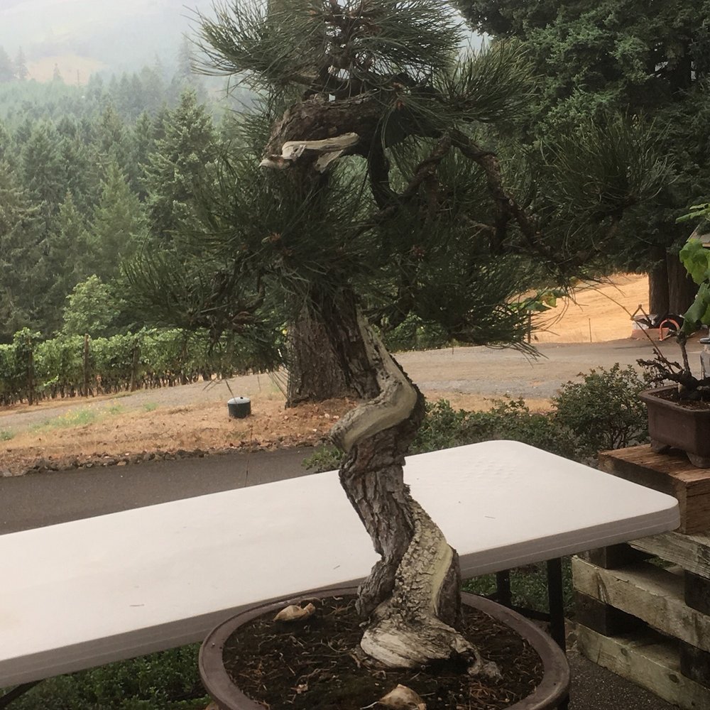 Anderson Family Vineyard - Bonsai tree. - Wineries Near Me - Newberg, Oregon Anderson Family Vineyard - Bonsai tree. - Wineries Near Me - Newberg, Oregon