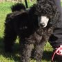Photo of Kameo Poodles