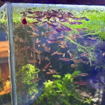 Ocean Aquarium - Chili Rasboras - Aquarium Services Near Me - San Francisco, California Ocean Aquarium - Chili Rasboras - Aquarium Services Near Me - San Francisco, California
