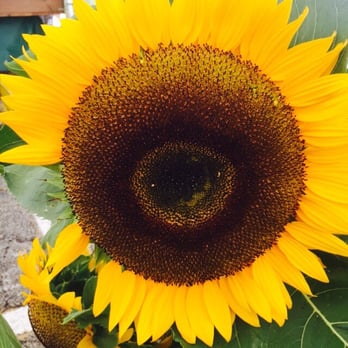 Midwest French Markets - Farmers Market Near Me - Wheaton, Illinois