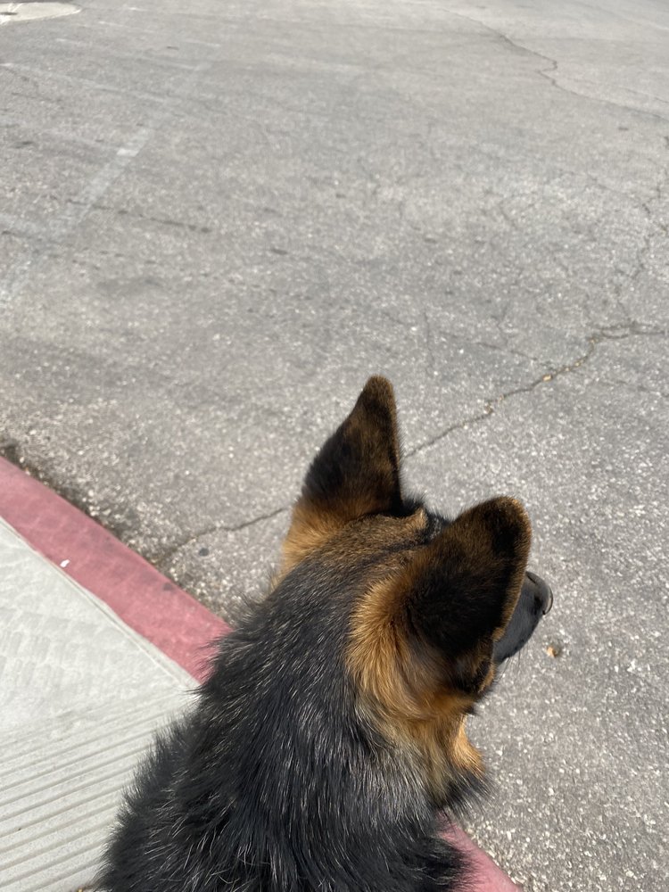 LEGIT DOG BOARDING AND TRAINING 24 Photos Las Vegas, Nevada Pet Training Phone Number Yelp