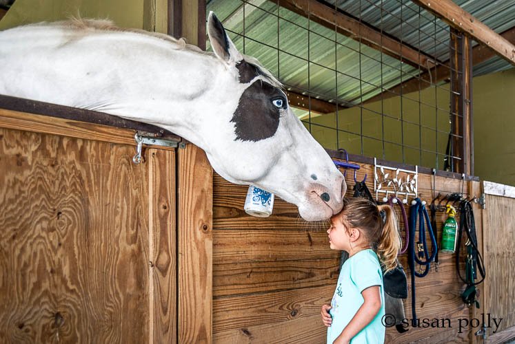 Blazing Saddles Ranch - equestrian in Dade City, FL