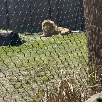 Zoo World - Lion - Zoos Near Me - Panama City Beach, Florida Zoo World - Lion - Zoos Near Me - Panama City Beach, Florida