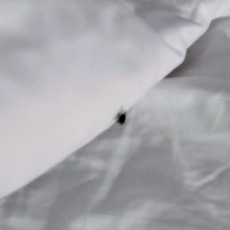 Bed bug crawled on me and woke me up in the middle of the night