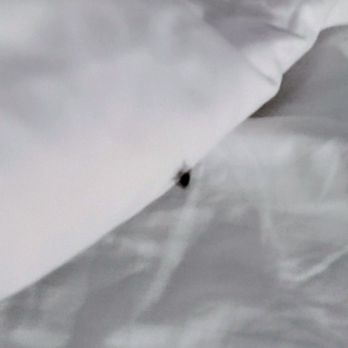 Hotel Mai - Bed bug crawled on me and woke me up in the middle of the night - Hotels Near Me - Long Beach, California Hotel Mai - Bed bug crawled on me and woke me up in the middle of the night - Hotels Near Me - Long Beach, California