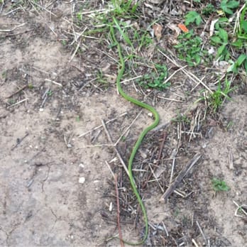 Brazos Bend State Park - "Vine" snake. Can you spot it? - Parks Near Me - Needville, Texas Brazos Bend State Park - "Vine" snake. Can you spot it? - Parks Near Me - Needville, Texas