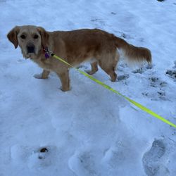 Greenwood Park - It's fun in the winter