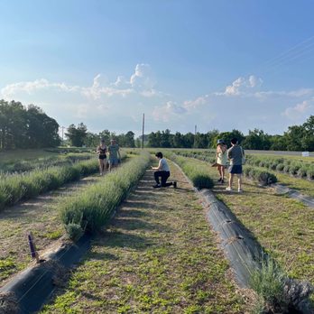 Purple Bloomers Lavender Farm - Farms Near Me - Lillington, North Carolina