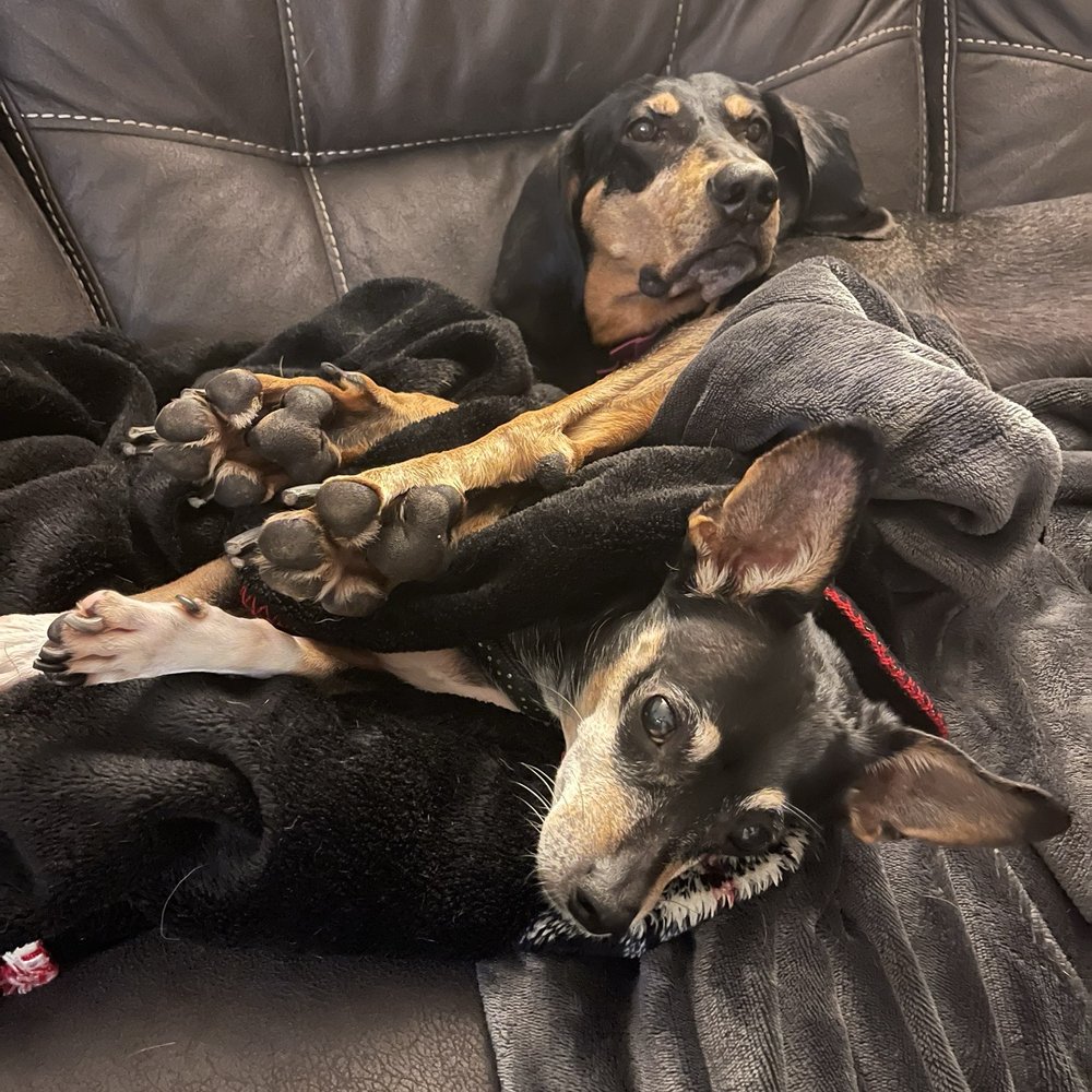 TOP 10 BEST Pet Services in Santa Cruz, CA - Updated 2026 - Yelp