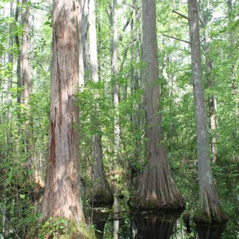 Woods Bay State Natural Area - Parks Near Me - Olanta, South Carolina Woods Bay State Natural Area - Parks Near Me - Olanta, South Carolina