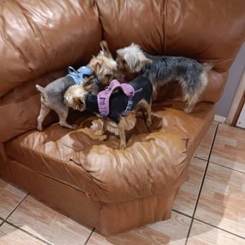 Universal Dog Care Orlando - Dog Walkers Near Me - Orlando, Florida