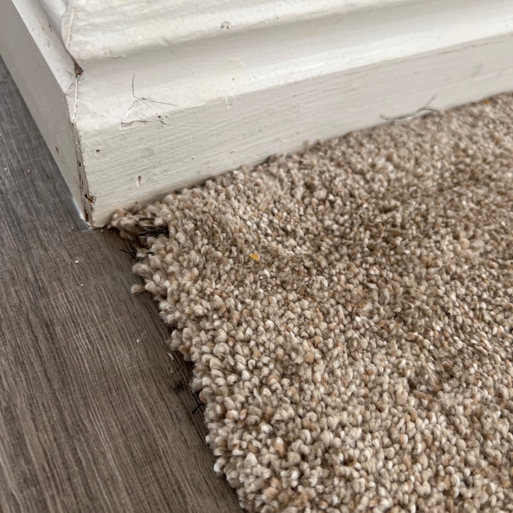Shepherd's Carpet and Flooring - Carpet lifting from transition within a year. - Carpeting Near Me - Spanish Fork, Utah Shepherd's Carpet and Flooring - Carpet lifting from transition within a year. - Carpeting Near Me - Spanish Fork, Utah