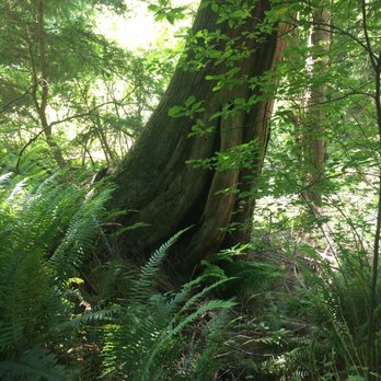 Schmitz Preserve Park - Parks Near Me - Seattle, Washington