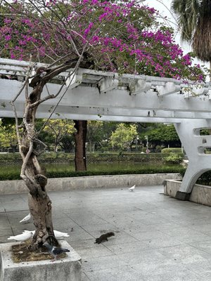 Taichung Park by null