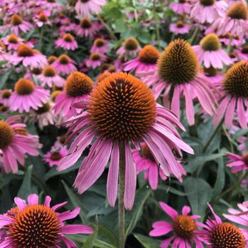 Hudson River Park - Flowers in bloom along side the park :) xoxo - Parks Near Me - New York, New York Hudson River Park - Flowers in bloom along side the park :) xoxo - Parks Near Me - New York, New York