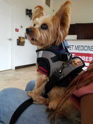 pet care express 43rd