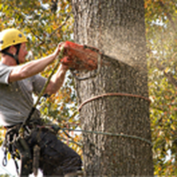 Kenny's Tree Service - Tree Services Near Me Kenny's Tree Service - Tree Services Near Me