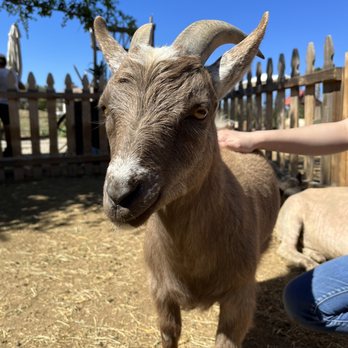 SoCalMiniPigs - Duke the Goat - Pet Breeders Near Me - Valley Center, California