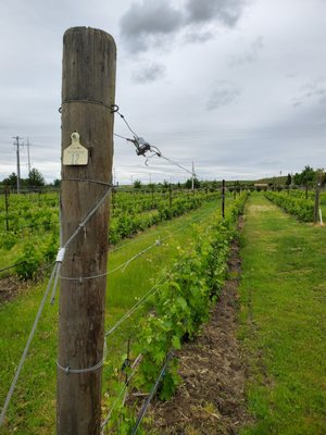 Saviah Cellars by null