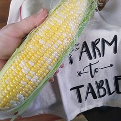 Misty Morning Farm - Our sweet corn is the best in town!