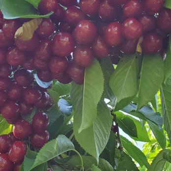 Thompson's Farm Market - Cherries - Fruits & Veggies Near Me - Naches, Washington