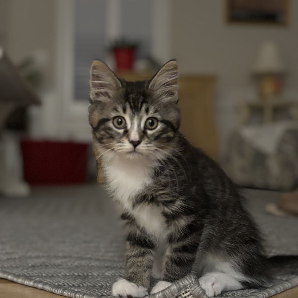 Fetch a Pet - Pet Stores Near Me - Hudson, New Hampshire Fetch a Pet - Pet Stores Near Me - Hudson, New Hampshire