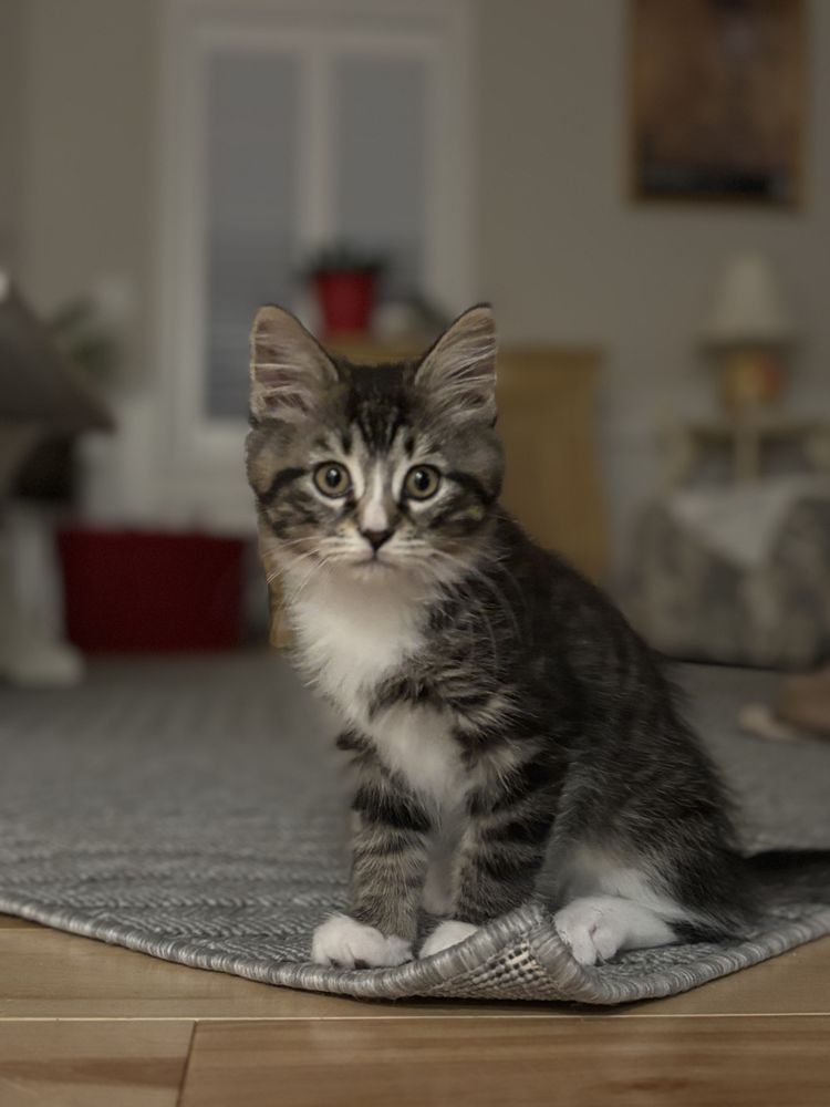 Fetch a Pet Image