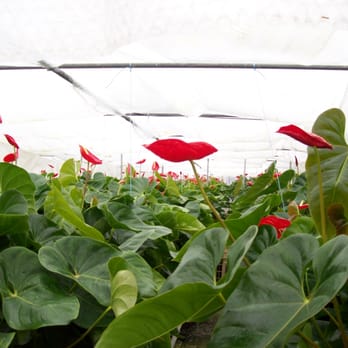 Orchidée, Boffo Frères - Nurseries & Gardening Near Me - St Jory, 31 Orchidée, Boffo Frères - Nurseries & Gardening Near Me - St Jory, 31
