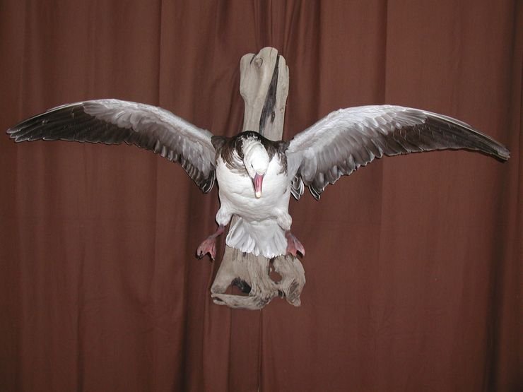 Buck's Taxidermy - taxidermy in Santa Fe, TX