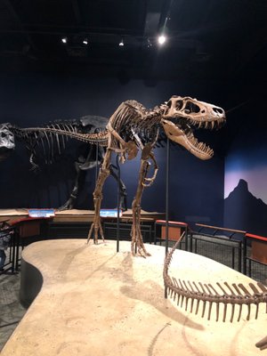 Burpee Museum of Natural History by null