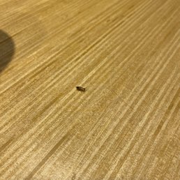 a small black bug on the floor a small black bug on the floor