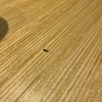 Buffalo Wild Wings - a small black bug on the floor - Chicken Wings Near Me - Millington, Tennessee Buffalo Wild Wings - a small black bug on the floor - Chicken Wings Near Me - Millington, Tennessee