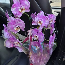 Beautiful orchids