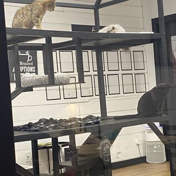 Catffeinated - Themed Cafes Near Me - Puyallup, Washington