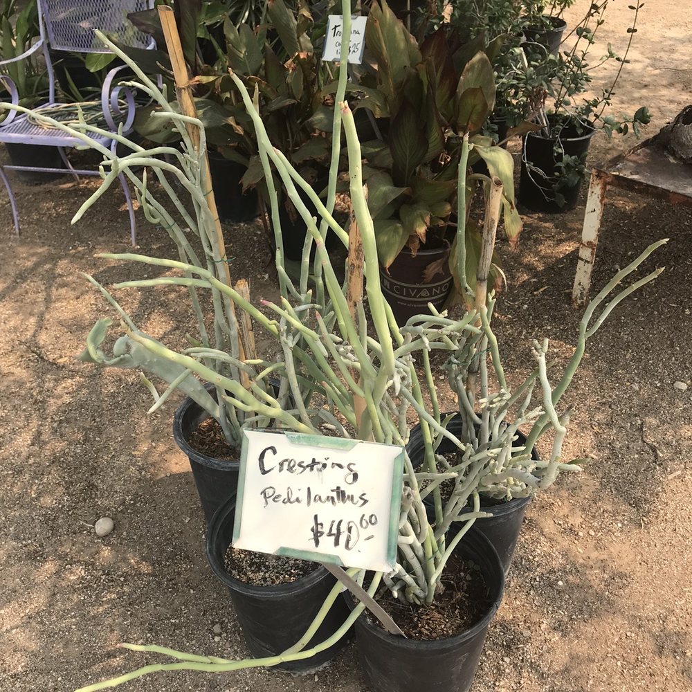 Arizona Growers - Az growers - Nurseries & Gardening Near Me - Tucson, Arizona Arizona Growers - Az growers - Nurseries & Gardening Near Me - Tucson, Arizona