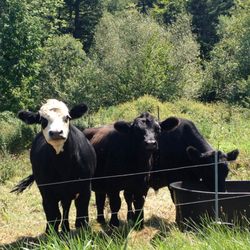 Hinterland Organic Farm - Cow having a water break in the field