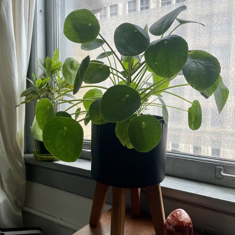 KimThai Garden - Coin Plant / Chinese Money Plant / Pilea peperomioides - Nurseries & Gardening Near Me - Los Angeles, California KimThai Garden - Coin Plant / Chinese Money Plant / Pilea peperomioides - Nurseries & Gardening Near Me - Los Angeles, California