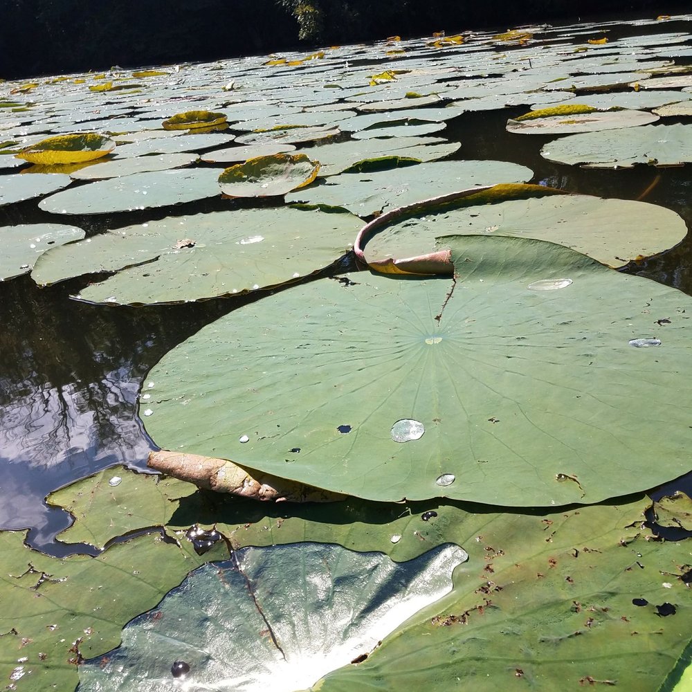 Cowan Lake State Park - Lilly pads. - Boating Near Me - Wilmington, Ohio