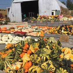 Odelehr's Roadside Market - Fall has arrived