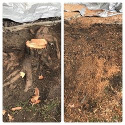 Stumps 2 Go - Before and after
