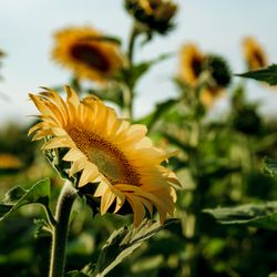 Von Bergen Country Market - Sunflowers at Von Bergen's Sunflower Festival