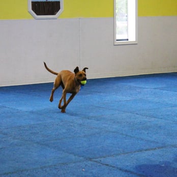DogServices - Pet Groomers Near Me - Richmond, Virginia DogServices - Pet Groomers Near Me - Richmond, Virginia
