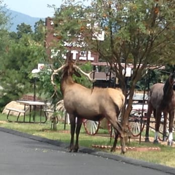 Saddle & Surrey Motel - Elk grabbing a snack in the parking lot of the motel! - Hotels Near Me - Estes Park, Colorado Saddle & Surrey Motel - Elk grabbing a snack in the parking lot of the motel! - Hotels Near Me - Estes Park, Colorado