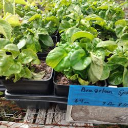 Towers Family Farms - Brazilian Spinach