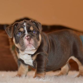 MELi's Adorable HOME Raised PETS - Mollie English Bulldog Pup - Pet Stores Near Me - Rialto, California MELi's Adorable HOME Raised PETS - Mollie English Bulldog Pup - Pet Stores Near Me - Rialto, California