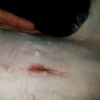 American Animal Hospital - This picture was taken this morning with clear indications that it is infected. Thank you for nothing Dr Elbasty and STAFF - Veterinarians Near Me - Queens, New York