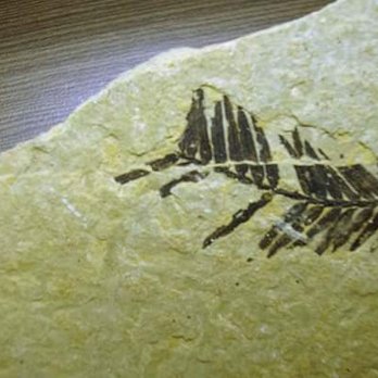 Stonerose Interpretive Center - Awesome fossil! - Museums Near Me - Republic, Washington