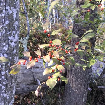 Quincy Bog Natural Area - Parks Near Me - Rumney, New Hampshire